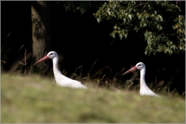 <p>ČÁP BÍLÝ (Ciconia ciconia) ----- White stork – Weißstorch</p>